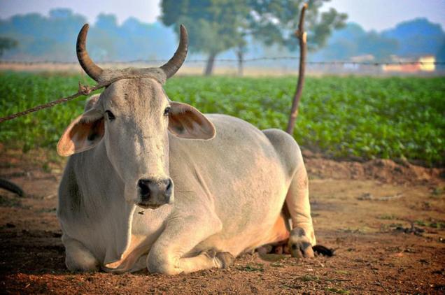गाय-Cow